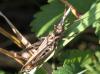 Chorthippus sp.